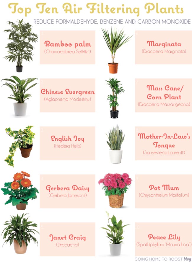 6 House Plants that Clean Your Air - PositiveMed