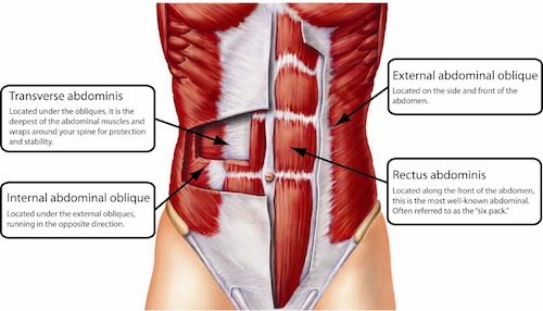 Core-Muscles-anatomy