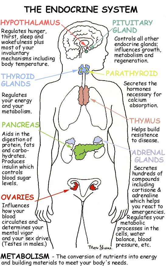 endocrine-system-hormones
