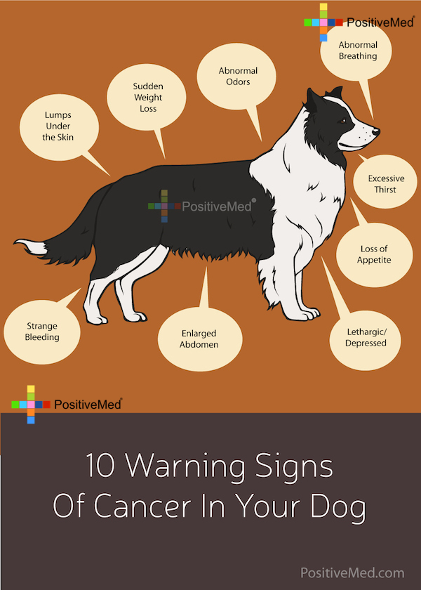10 Warning Signs Of Cancer In Your Dog