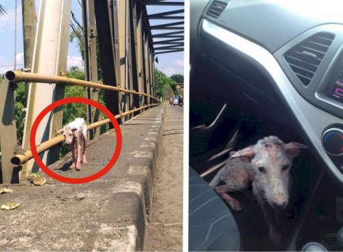 This Poor Dog Jumped Into Someone's Car Out Of Desperation. See What Had Happened After