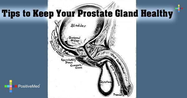 Tips To Keep Your Prostate Gland Healthy Positivemed