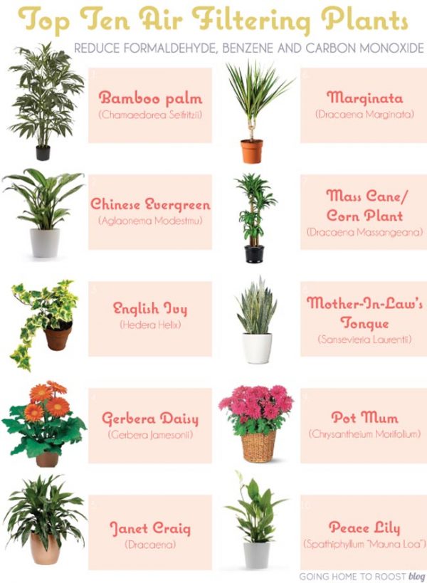 6 House Plants that Clean Your Air PositiveMed