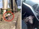 Dog Jumped Into Her Car, See What Happened Next