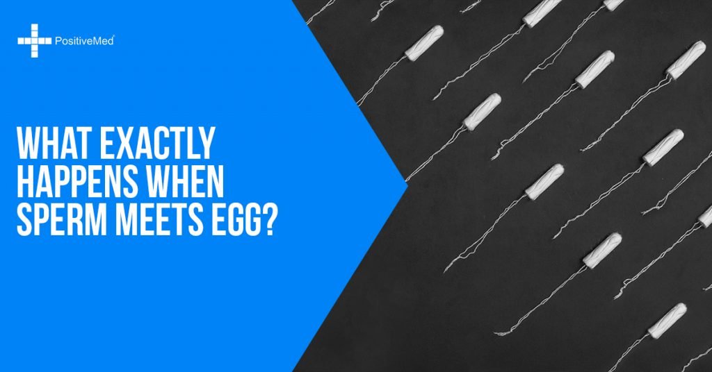 What Exactly Happens When Sperm Meets Egg