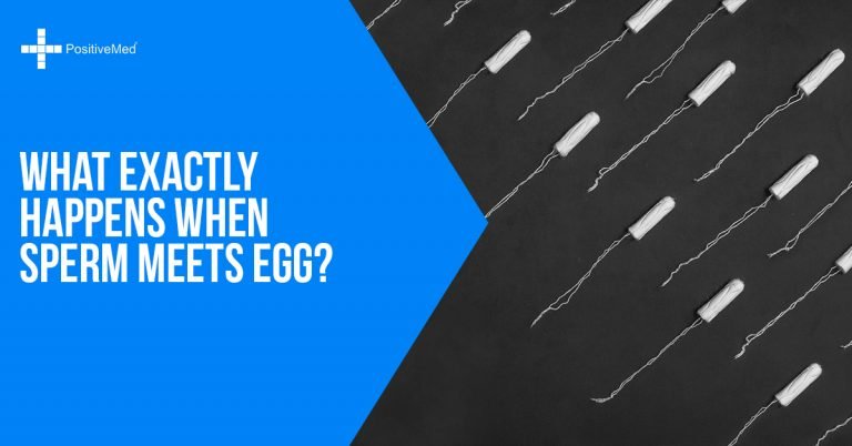 What Exactly Happens When Sperm Meets Egg Positivemed