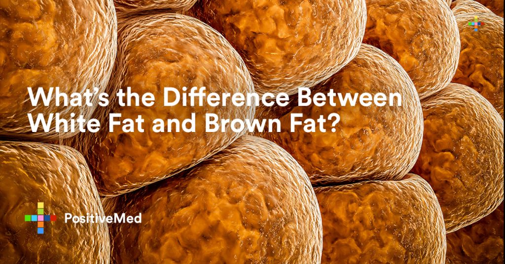 What's the Difference Between White Fat and Brown Fat.