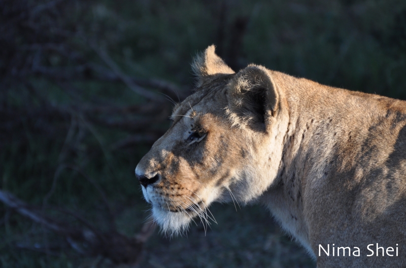 lion attack