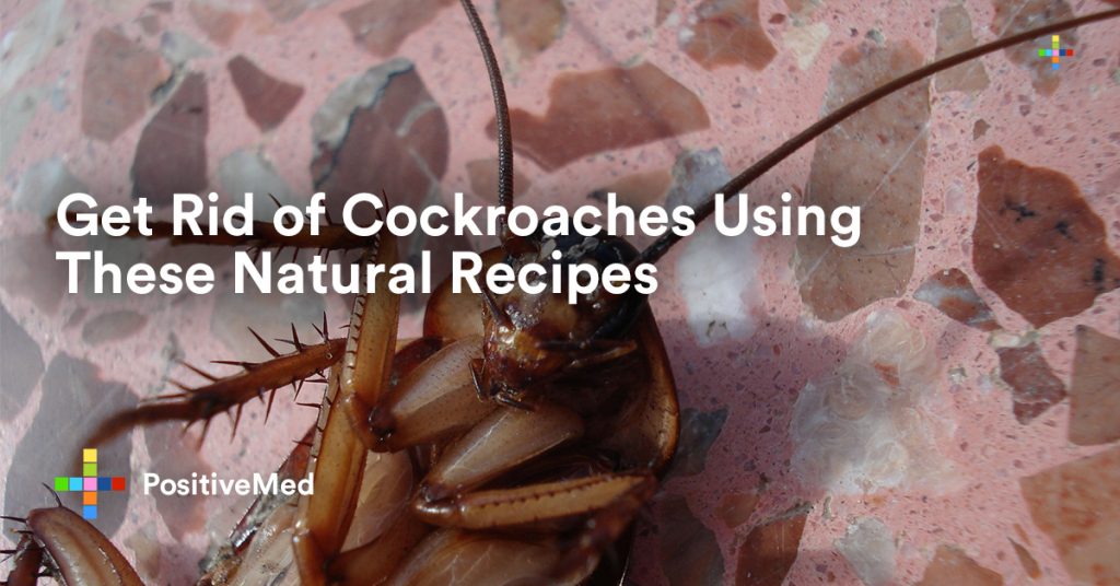 Get Rid of Cockroaches Using These Natural Recipes.