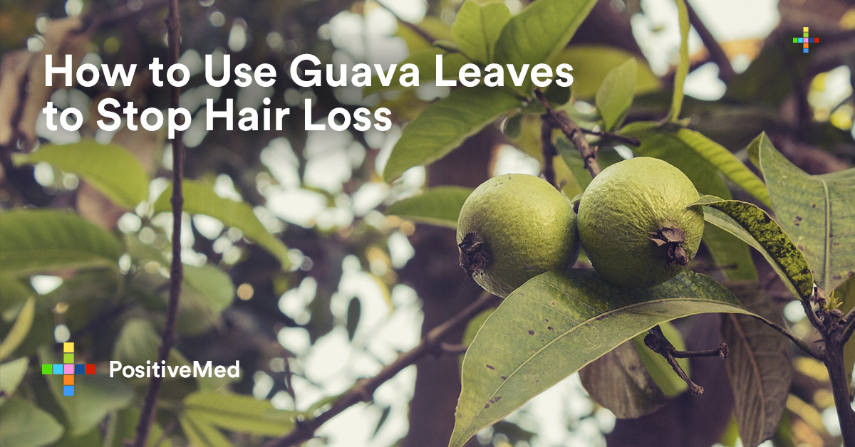 How To Use Guava Leaves To Stop Hair Loss Positivemed 6335