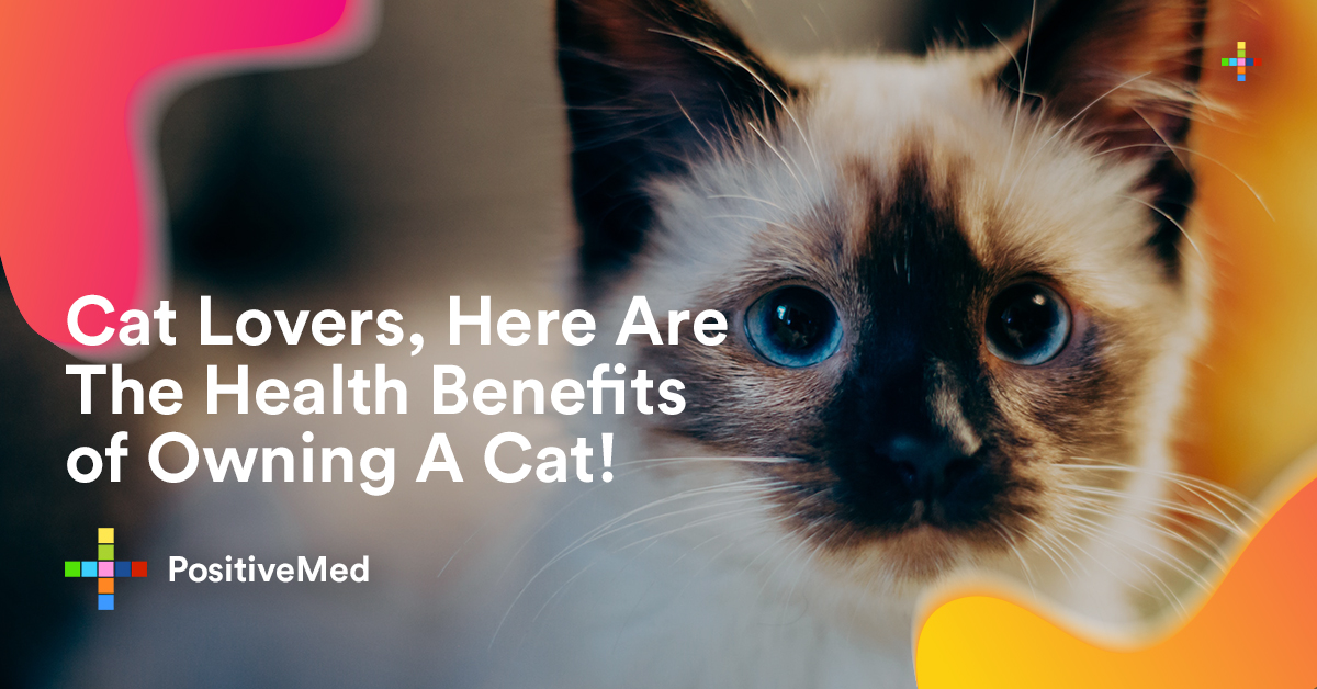 The Health Benefits Of Owning A Cat Positivemed