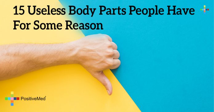 15 Useless Body Parts People Have For Some Reason - PositiveMed