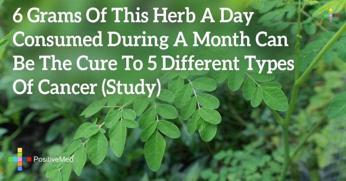 6 Grams Of This Herb A Day Consumed During A Month Can Be The Cure To 5 ...