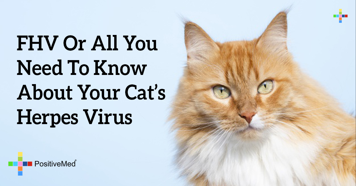 fhv-or-all-you-need-to-know-about-your-cat-s-herpes-virus-positivemed