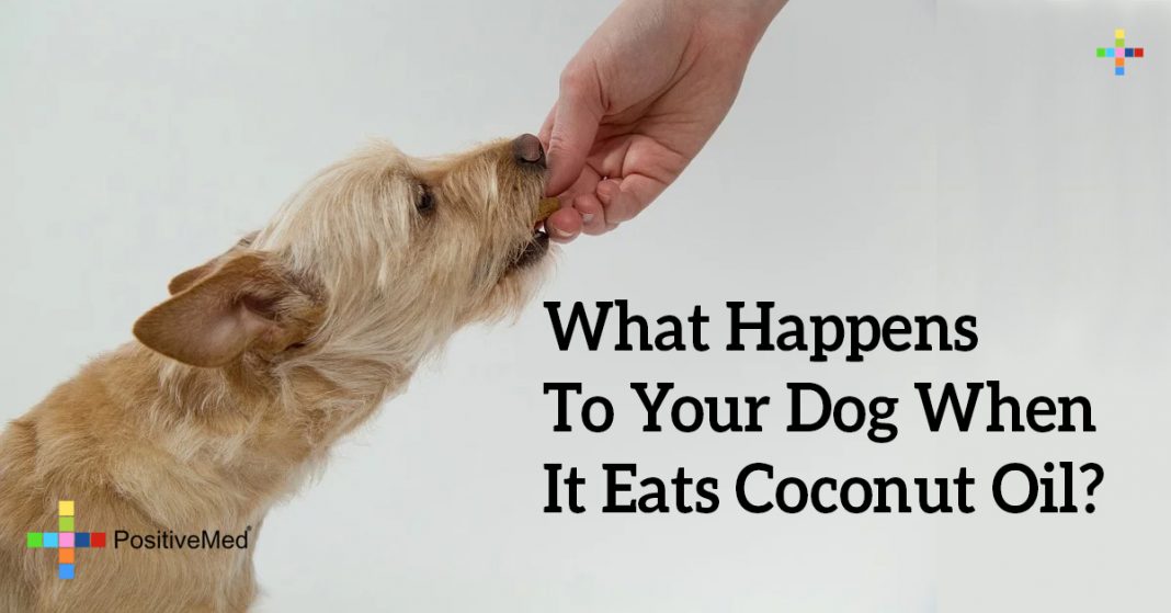 what-happens-to-your-dog-when-it-eats-coconut-oil-positivemed