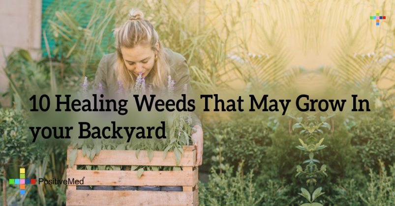 10 Healing Weeds That May Grow In Your Backyard Positivemed 7899