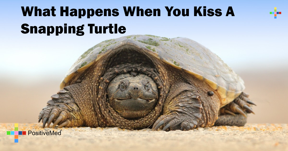 What Happens When You Kiss A Snapping Turtle - PositiveMed