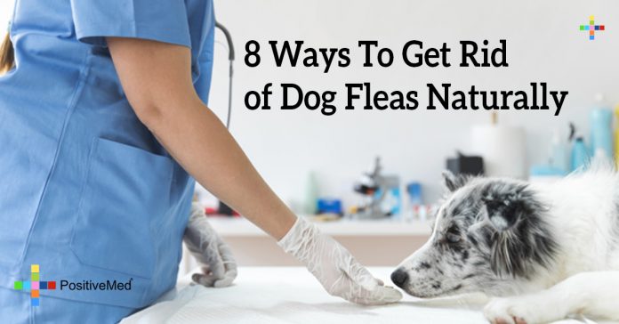 8 Ways To Get Rid Of Dog Fleas Naturally - Positivemed