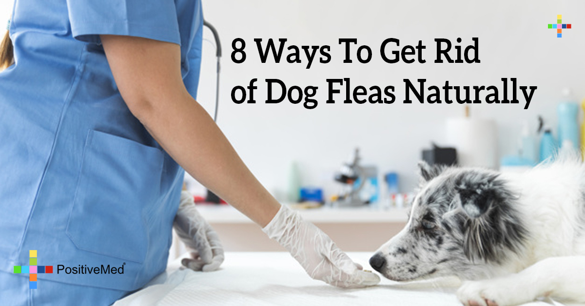 8 Ways To Get Rid of Dog Fleas Naturally - PositiveMed