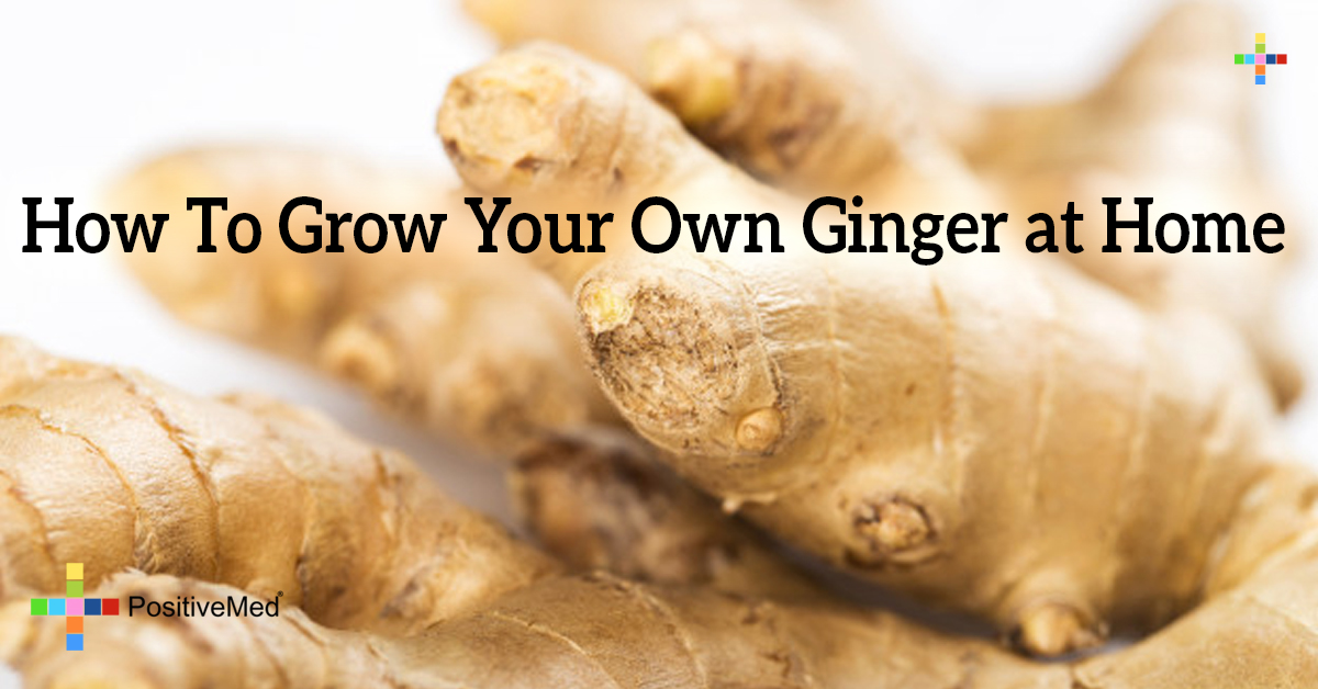 How To Grow Your Own Ginger At Home 8401