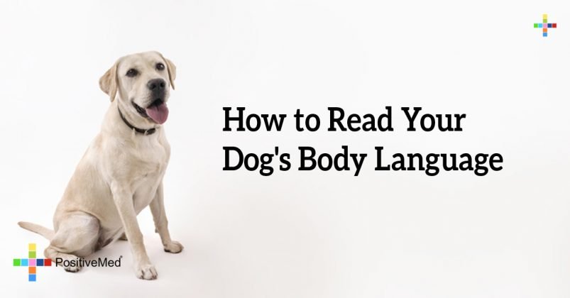 how-to-read-your-dog-s-body-language