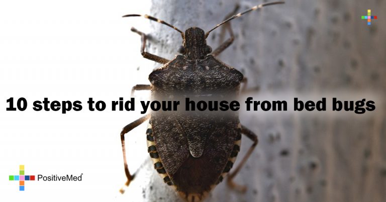 10 steps to rid your house from bed bugs – PositiveMed