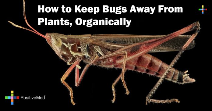 how-to-keep-bugs-away-from-plants-organically