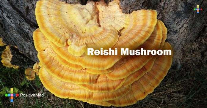 Reishi Mushroom - PositiveMed