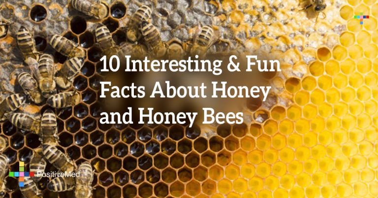 10 Interesting & Fun Facts About Honey And Honey Bees