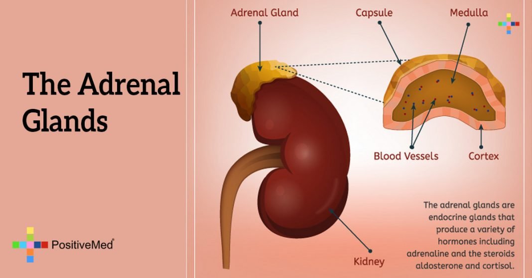 where are your adrenals located