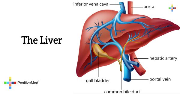 The Liver