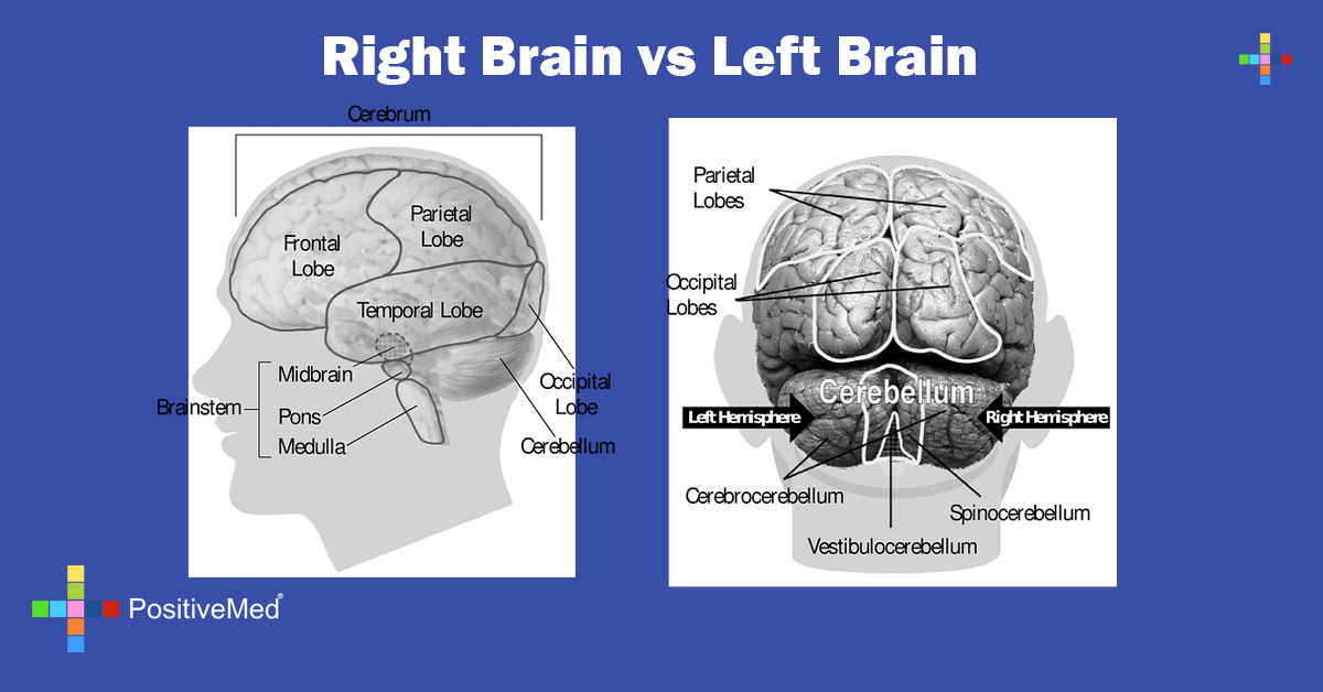 Right Brain vs Left Brain - PositiveMed