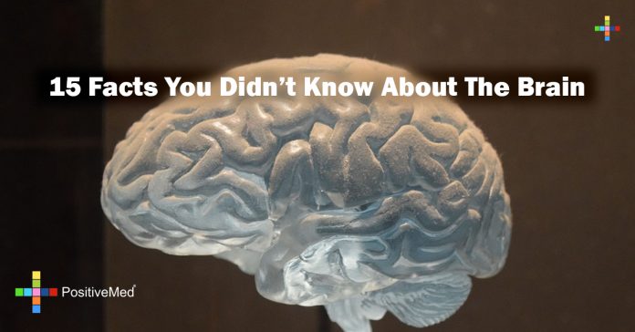 15 Facts You Didn't Know About The Brain - PositiveMed