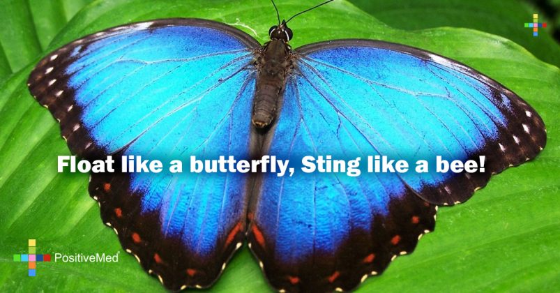 Float like a butterfly, Sting like a bee! - PositiveMed