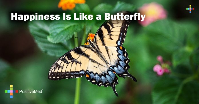 Happiness is like a butterfly - PositiveMed