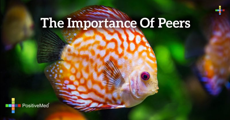 the-importance-of-peers-positivemed