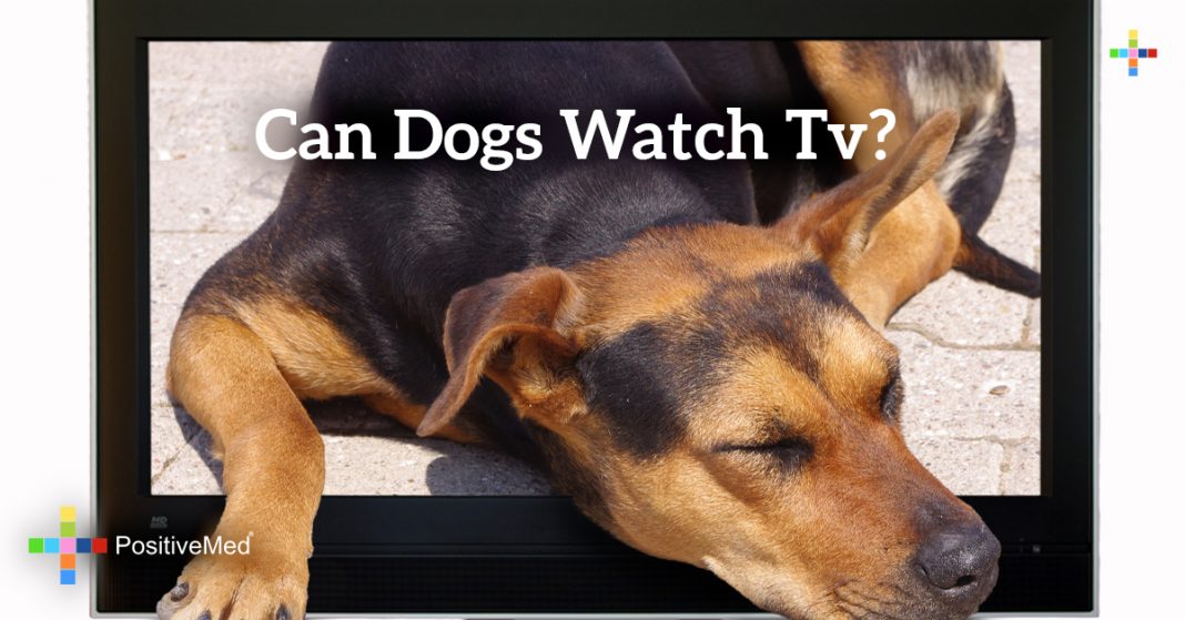 can-dogs-watch-tv-positivemed